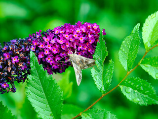 Kwiaty Budleji Davida, (Buddleja davidii)  i odwiedzające je motyle. Budleja, krzew który jest ozdobą ogrodu i radością dla motyli © JDziedzic