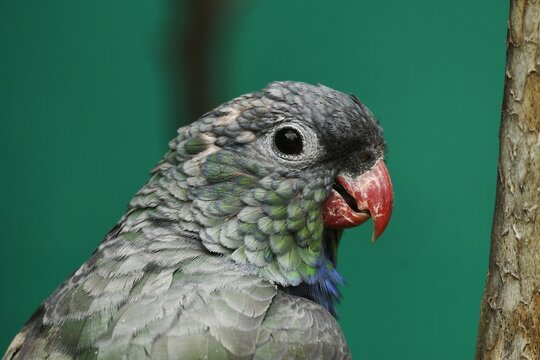 Portrait of a Colombian coral-billed parrot (Pionus sordidus corallinus)