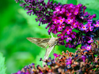 Kwiaty Budleji Davida, (Buddleja davidii)  i odwiedzające je motyle. Budleja, krzew który jest ozdobą ogrodu i radością dla motyli © JDziedzic