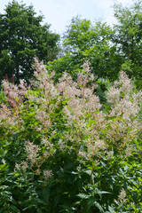 Bergknöterich,  Himalaja-Knöterich, Aconogonon polystachyum