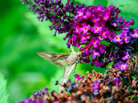 Kwiaty Budleji Davida, (Buddleja davidii)  i odwiedzające je motyle.
Budleja, krzew kt&oacute;ry jest ozdobą ogrodu i radością dla motyli