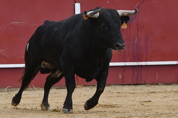 toro bravo espa&ntilde;ol color negro