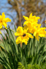 Fototapeta premium Yellow daffodils with bumblebee in the spring garden. High quality photo