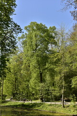 Obraz premium La végétation luxuriante au printemps au parc Josaphat à Schaerbeek (Bruxelles)