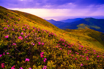 Obraz premium gorgeous blooming red pink rhododendrons flowers, spectacular morning dawn scene in mountains...exclusive - this image is sell only on Adobe stock
