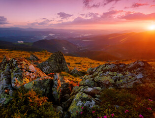 beautiful blooming red pink rhododendrons flowers, spectacular morning dawn scene in mountains...exclusive - this image is sell only on Adobe stock