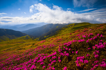 picturesque blooming red pink rhododendrons flowers, spectacular morning dawn scene in mountains...exclusive - this image is sell only on Adobe stock