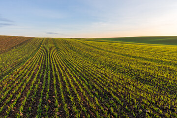 Rows of green crops grow in a field during the late afternoon under a clear sky with gentle sunlight shining