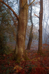 Obraz premium Light, Mist and Autumnal Colours of Thornley Woods, Gateshead, UK, December 2025. 