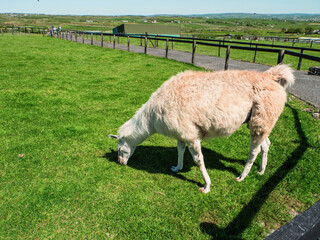 Fototapeta premium Cute white lama grazing grass in a open zoo farm on a warm sunny day. Popular tourist pet.