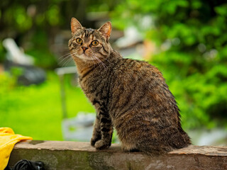 Cute tabby cat with strange alert eyes, rural green country background. Summer time vibe and mood.