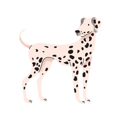 Dalmatian. Dog breed. Cute, funny pet. Domestic animal. Purebred dog. Cartoon vector illustration isolated on white background.