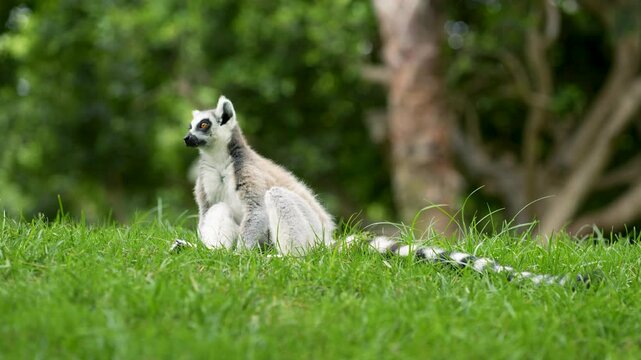A ring tailed lemur sits alert on lush green grass, surrounded by trees and nature, perfect for wildlife, Madagascar, and animal behavior concepts.