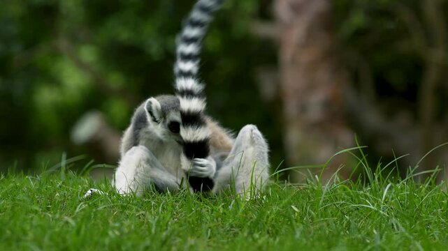 A ring tailed lemur sits on lush green grass, surrounded by natural foliage, showcasing wildlife behavior in Madagascar unique ecosystem. Perfect for nature and animal themes.