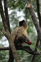 Tufted Capuchin Monkey Eating Fruit,: Robust Capuchin Monkey (Sapajus Apella)