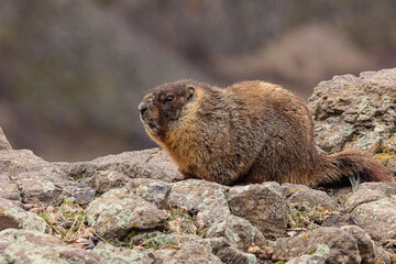 Rock chuck sunning on a pile of rocks