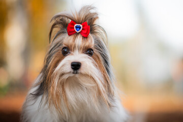 Biewer Yorkshire Terrier with long hair