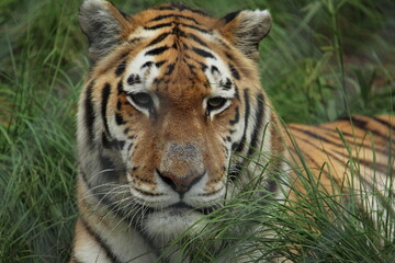 Bengal Tiger (Panthera Tigris Tigris)