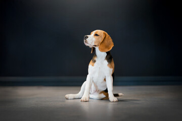 Beagle puppy photo portrait dark background