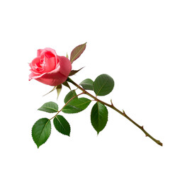 red rose isolated on white background, isolated pink rose flower with stem and leaves on transparent background
