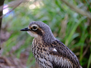 Mesmerising elegant Bush Stone-Curlew.