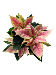 real pink marble poinsettia png cropped image