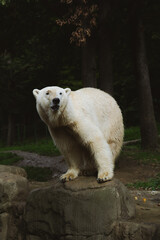 Powerful polar bear stands on a rock in a dark, lush forest environment