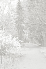 Cloud dancer toned colour park landscape. Garden monochrome background. Trendy color 2026. High quality photo