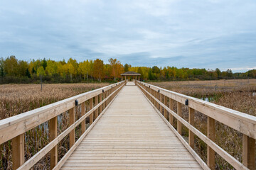 Obraz premium A long wooden boardwalk through a marshy landscape. There's colorful autumn foliage with orange, yellow, green, and red leaves. The wooden dock has handrails on both sides. The sky in the background i
