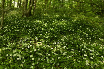 Obraz premium Forêt de fleurs à pétales fines dans la forêt au Tunnel des Amoureux à Écaussinnes-Lalaing (Soignies)