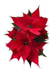 real red poinsettia png cutout 