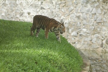 a sumatran tiger roaming the grass in the morning