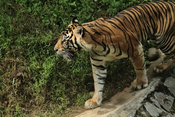 a sumatran tiger roaming the grass in the morning