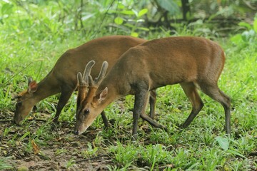 a pair of muntiacus muntjacs grazing during the day
