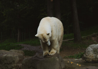 Polar bear (Ursus maritimus) standing on a wet rock, head bowed, in a dark forest environment.