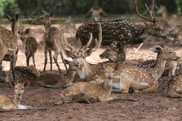 axis deer are resting on the ground during the day
