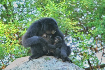 a mother siamang sits while caring for her child