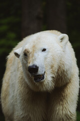 Fototapeta premium Close-up Portrait of a Powerful Polar Bear Growling with Open Mouth, Showing Teeth