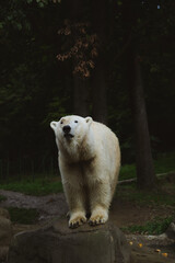 Fototapeta premium Close-up of a polar bear standing on a rock, looking upward against a dark forest backdrop.