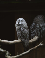 Great Grey Owl Perched on a Wooden Branch in a Dark Wildlife Habitat