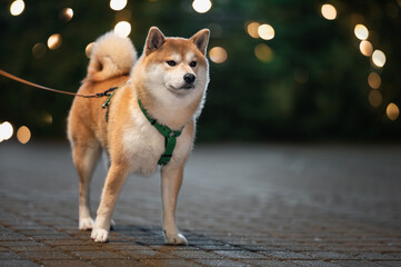Shiba Inu dog walking outdoors with bokeh Christmas lights background