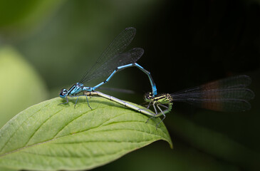 Close-up of two azure damselflies (Coenagrion) forming a mating wheel. The insects are sitting on a green leaf. The background is dark and green.