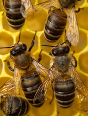Active work of bees during honey collection.
Inside the hive, the bees create a honeycomb of wax and convert the nectar into honey. 
