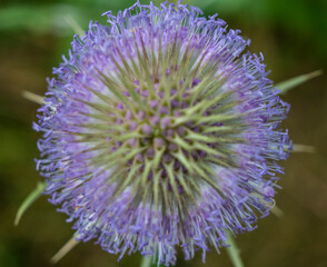 Flowering of the teasel, Dipsacus, Dipsacus sativus.