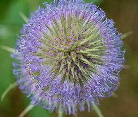 Flowering of the teasel, Dipsacus, Dipsacus sativus.