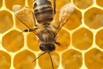 Active work of bees during honey collection.
Inside the hive, the bees create a honeycomb of wax and convert the nectar into honey. 
