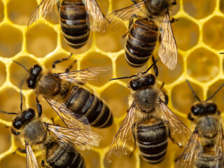 Active work of bees during honey collection.
Inside the hive, the bees create a honeycomb of wax and convert the nectar into honey. 

