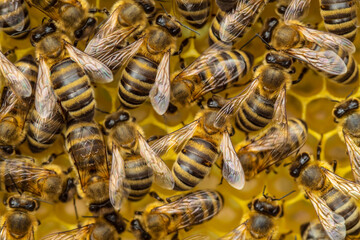 Active work of bees during honey collection.
Inside the hive, the bees create a honeycomb of wax and convert the nectar into honey. 

