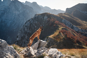 A Belgian Malinois explores a rocky mountainous terrain with dramatic peaks in the distance. The...