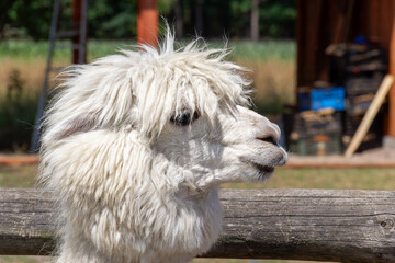 Fluffy white llama standing near a rustic wooden fence in a sunny farm setting